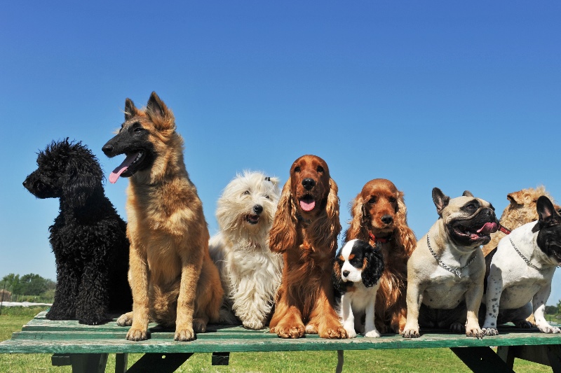 Honden: Alles over onze harige vrienden!