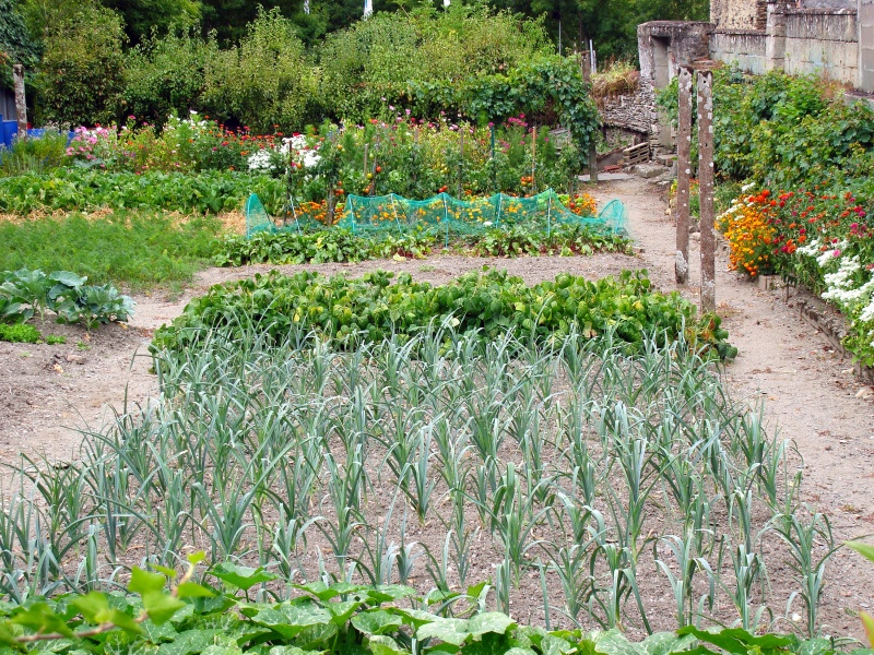 groenten tuin Zelfvoorzienend