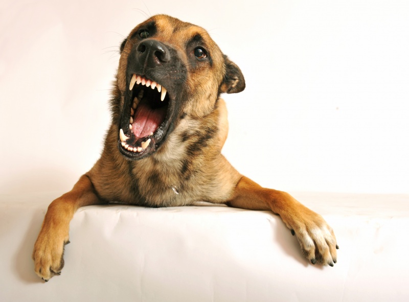Uw hond ruikt uit zijn bek? | 5 tips en oorzaken!