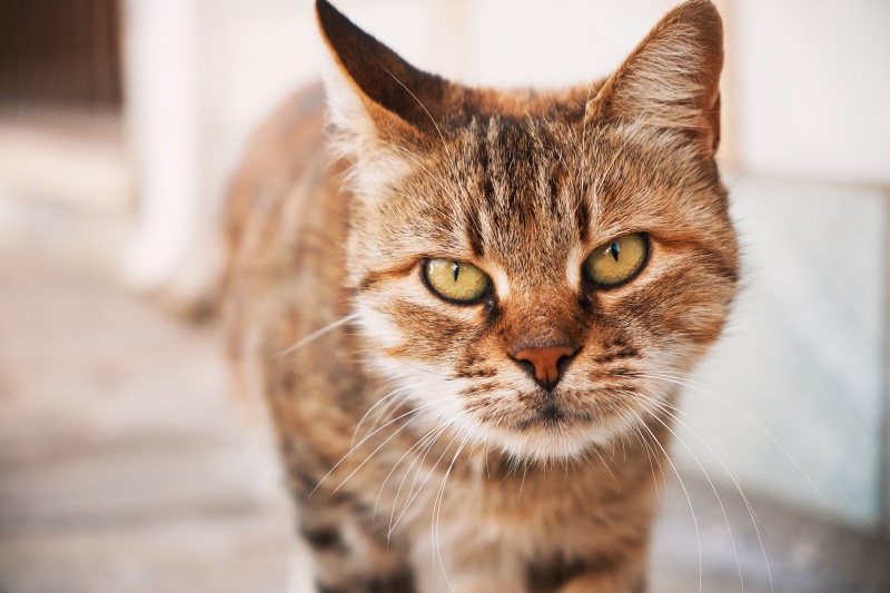 Katten uit je tuin verjagen, tips infobron.nl