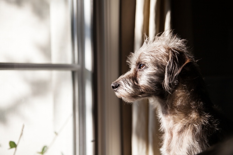 hond kijkt naar buiten