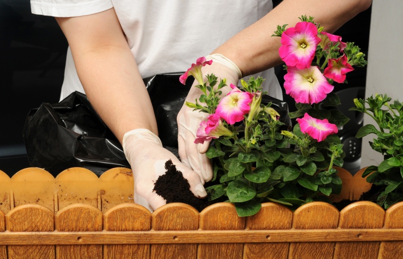 Zomerbloeiende planten