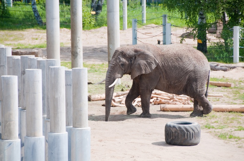 dierentuin met olifant