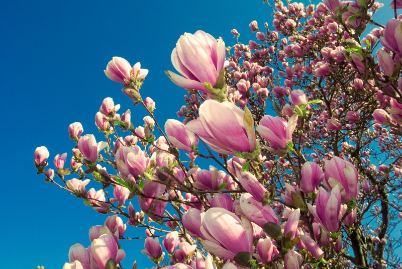 Magnolia boom