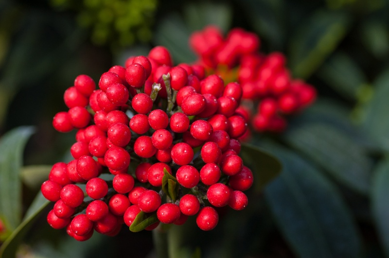 Skimmia