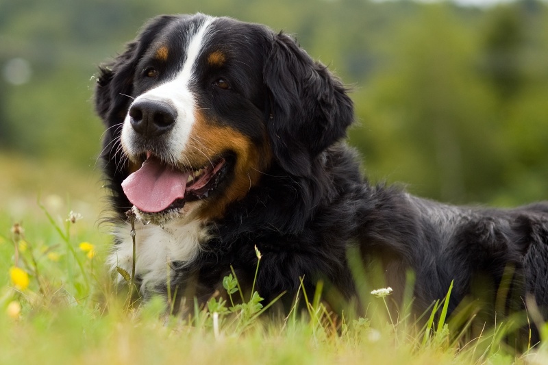 Berner Sennenhond