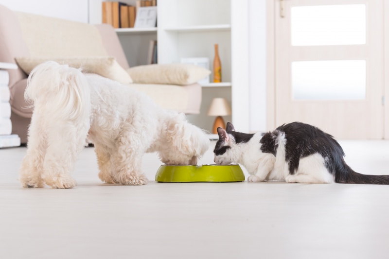 hond en kat eten samen