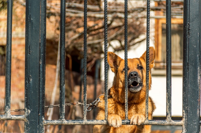 waakhond Duitse herder