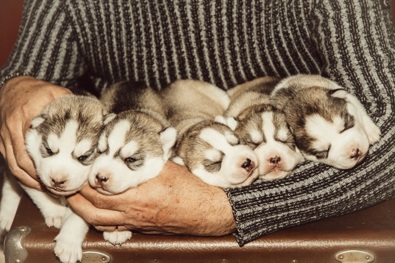 puppies in armen van fokker