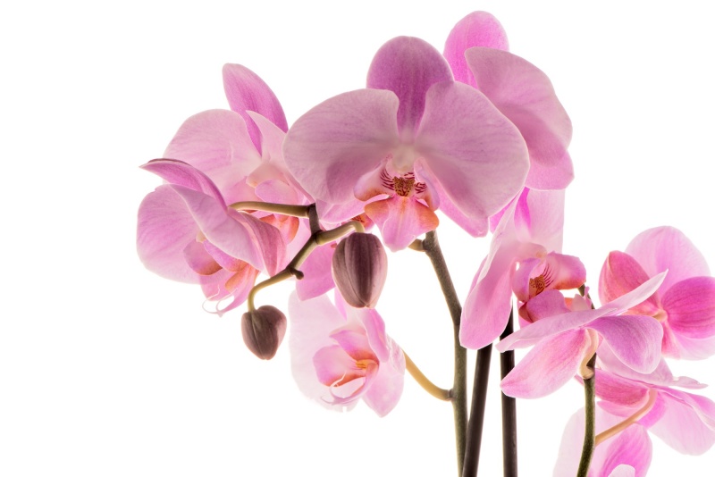 Orchidee