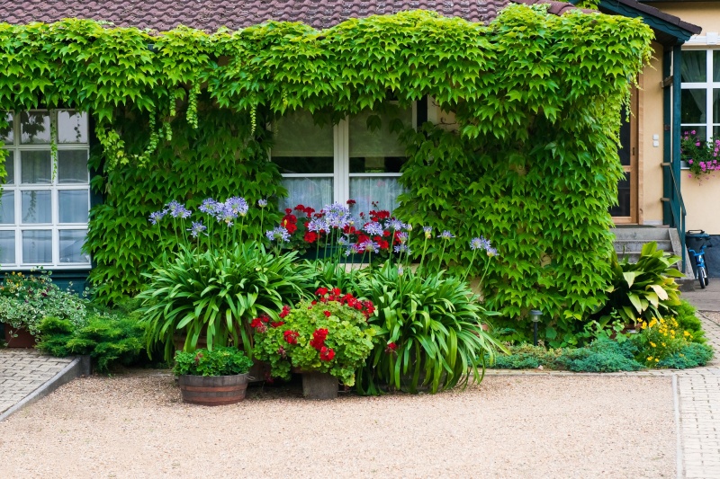 huis begroeid met klimplanten