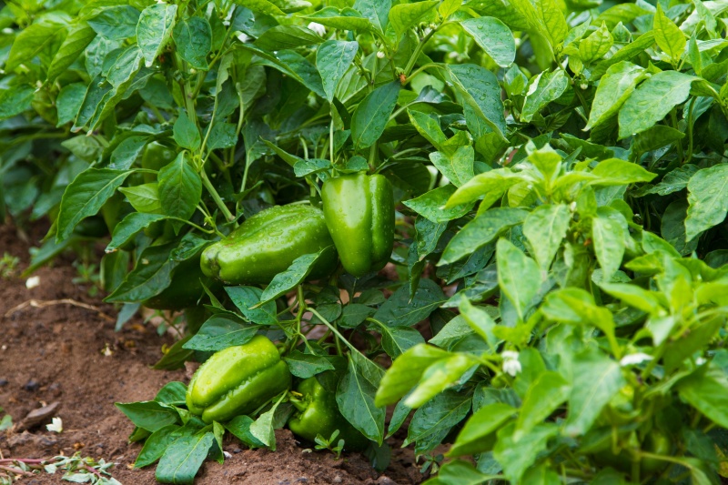 paprika plant