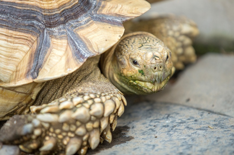 Landschildpad