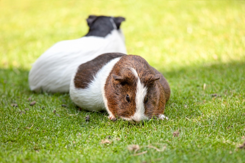 Cavia