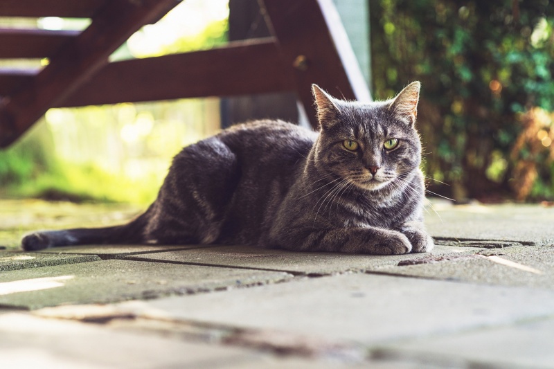 kat in tuin