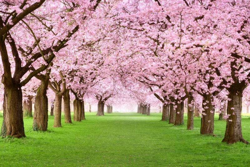 lente bomen in de bloei