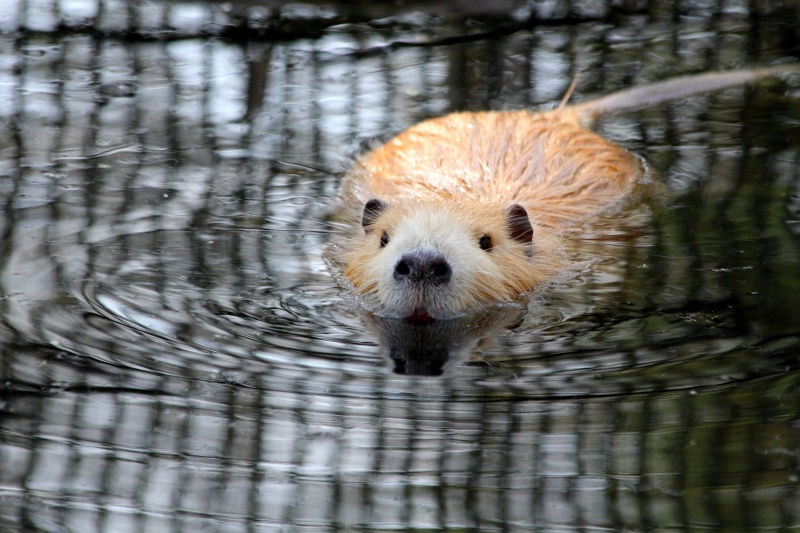 rat zwemt in water