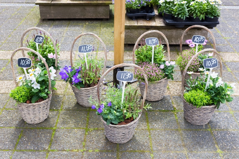 schuintrekken huilen Doe het niet Planten kopen, tips | infobron.nl