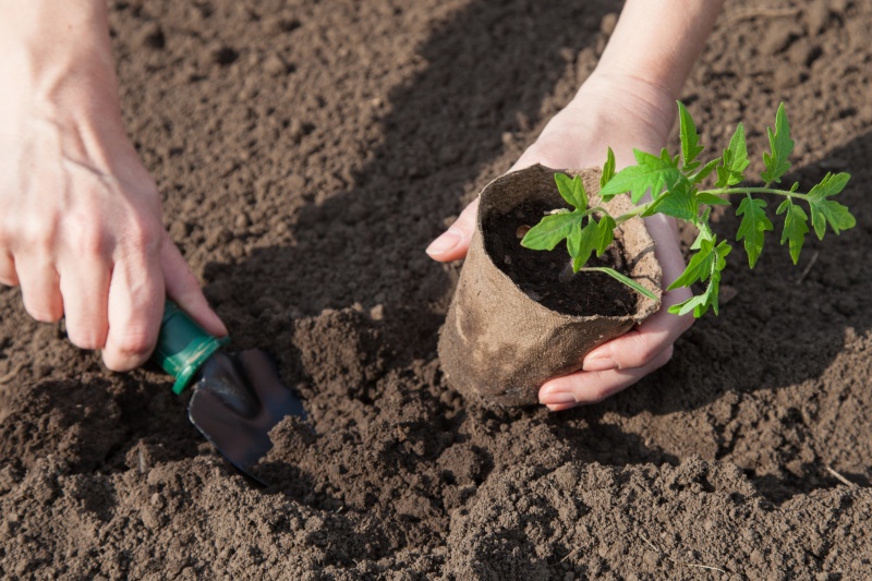 tomatenplantje planten