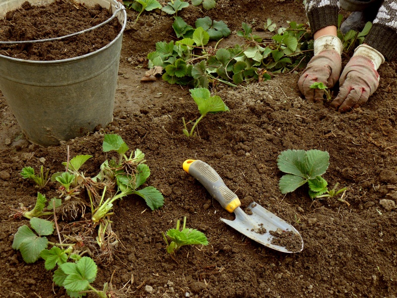 aardbeien planten