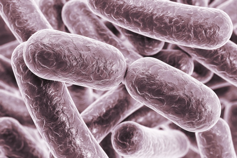 bacteriën