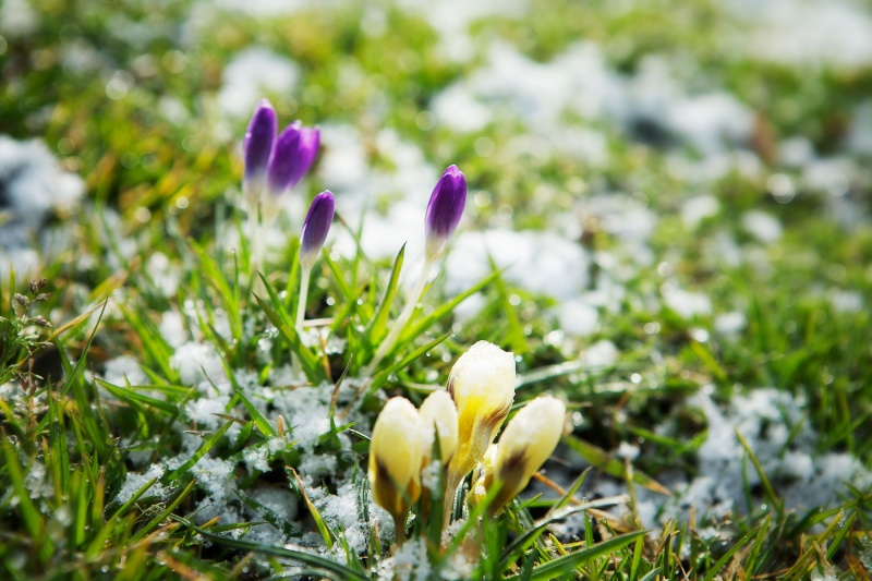 Mooie bloemen in de winter voor je wintertuin