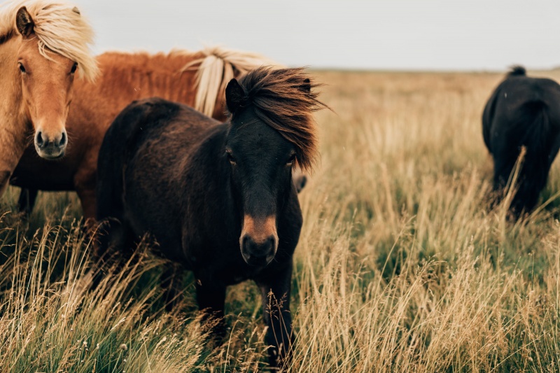 Een paard houden, waar moet je rekening mee houden