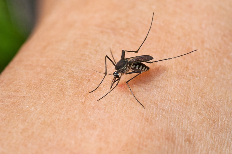 Wat weet jij over muggen