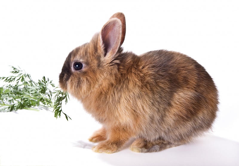 Wat eten konijnen?