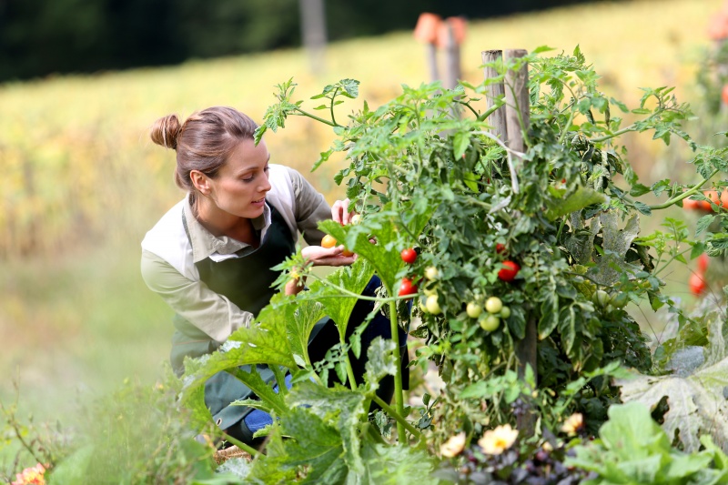 Tips om je eigen moestuin aan te leggen