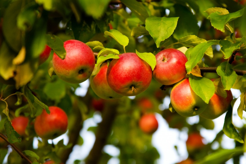 Je eigen appelboom? Lees er alles over!