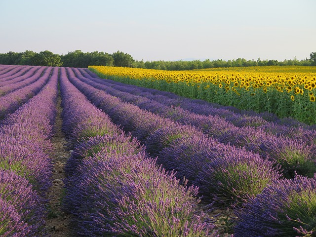 Wanneer lavendel snoeien?