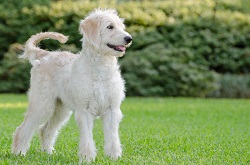 Labradoodle, over het ras 