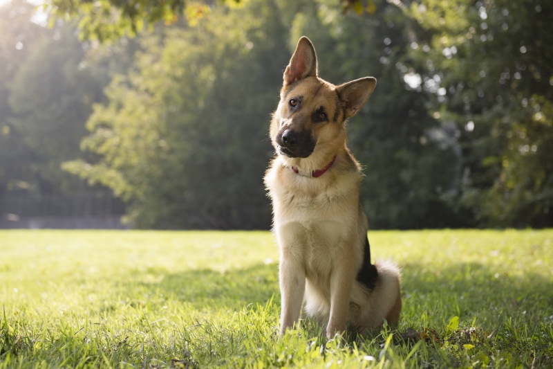 Welke spullen je echt nodig hebt voor je hond