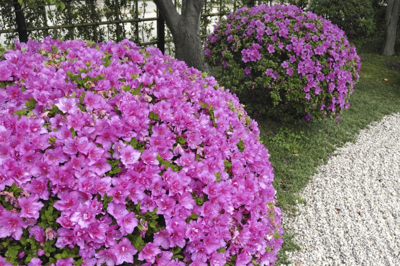 Wanneer de rhododendron snoeien? 