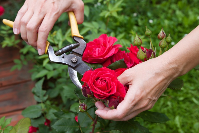 Hoe moet je rozen snoeien? 