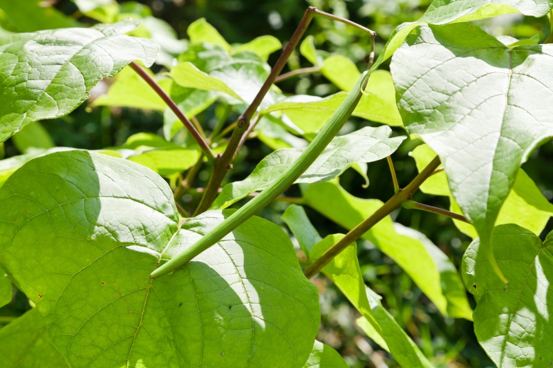 Hoe een Catalpa snoeien? 