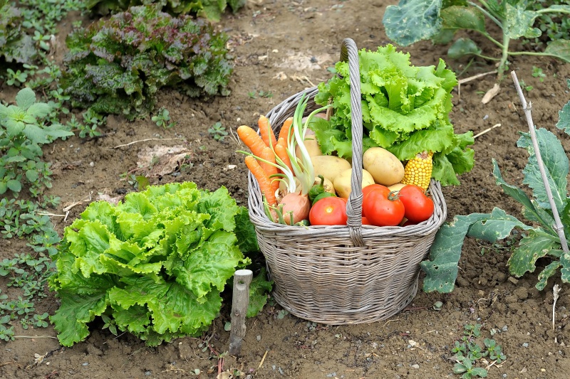 Moestuin aanleggen? Kies voor deze groenten