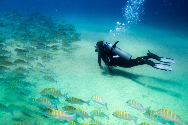 De mooiste duikstekjes op Bonaire