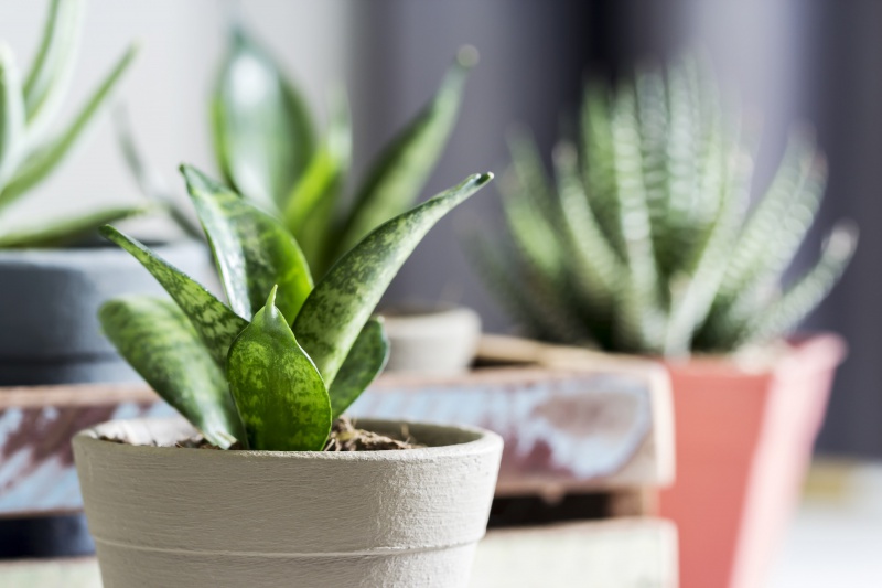 Sansevieria. Welke soorten zijn er? 