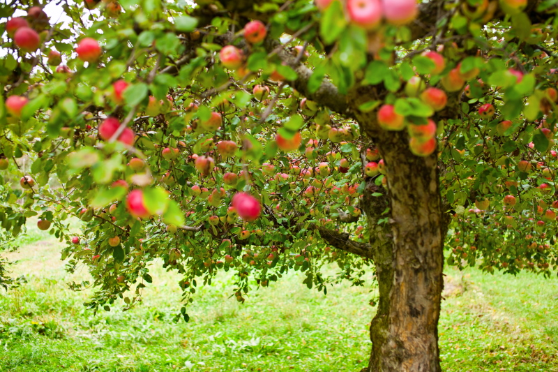 Hoe snoeit u een appelboom - een handleiding. 