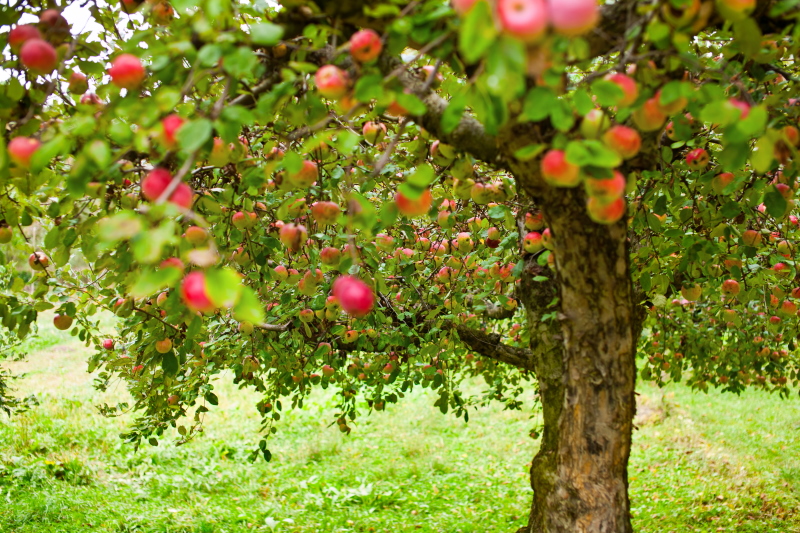 Hoe snoeit u een appelboom - een handleiding.