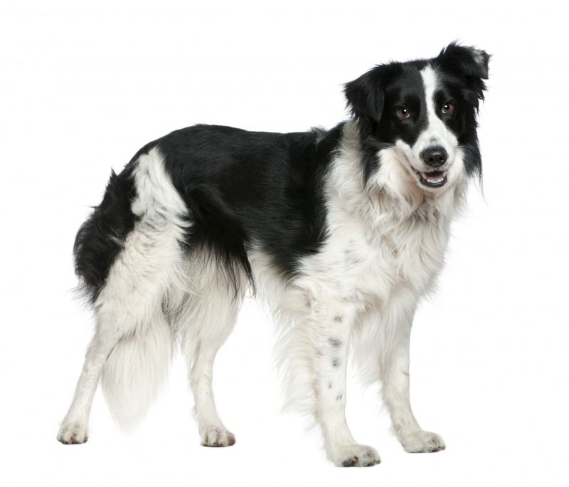 Border Collie, over het ras 