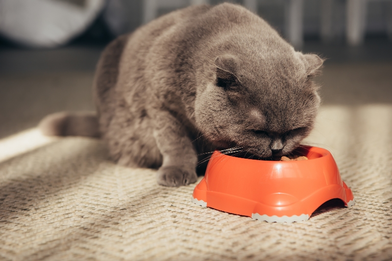 Wat zijn de beste producten voor je kat?