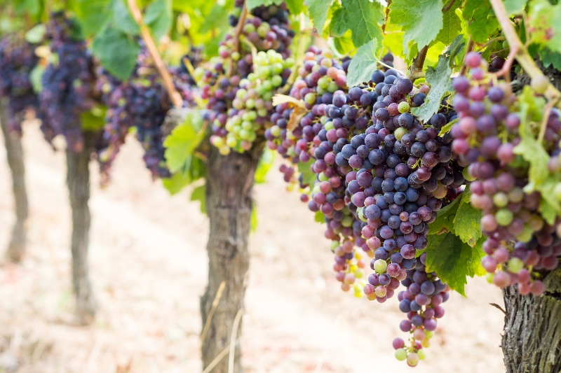 De bijzonderheden van Cabernet Sauvignon druif