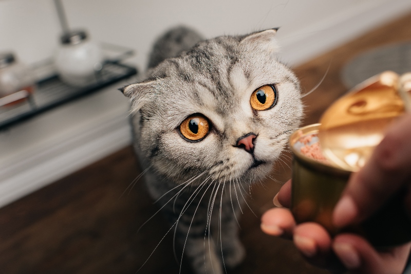 Het beste kattenvoer kiezen voor je kat