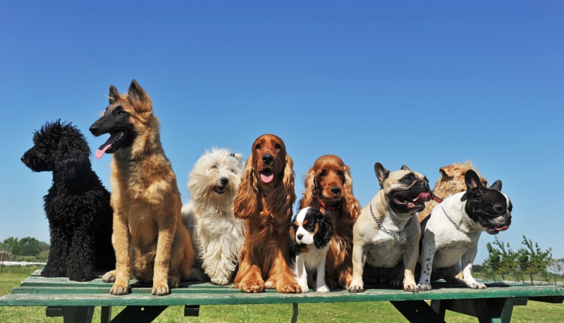 Welke middelgrote honden zijn er?