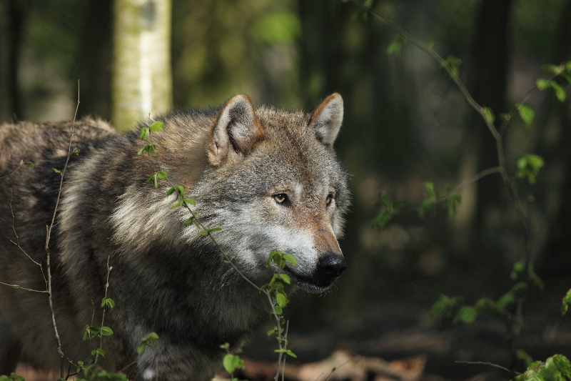 De terugkeer van de wolf in beeld gebracht