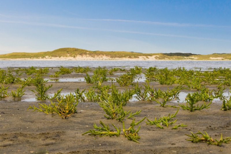 Kies voor een vakantie op de Nederlandse Waddeneilanden