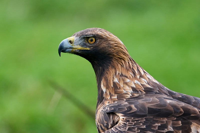 De adelaar als krachtdier en gids